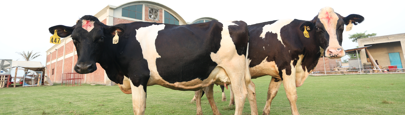 Our-cows