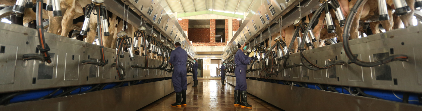 milking-parlour